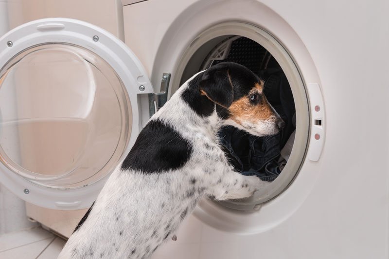 Hund-Waschmaschine