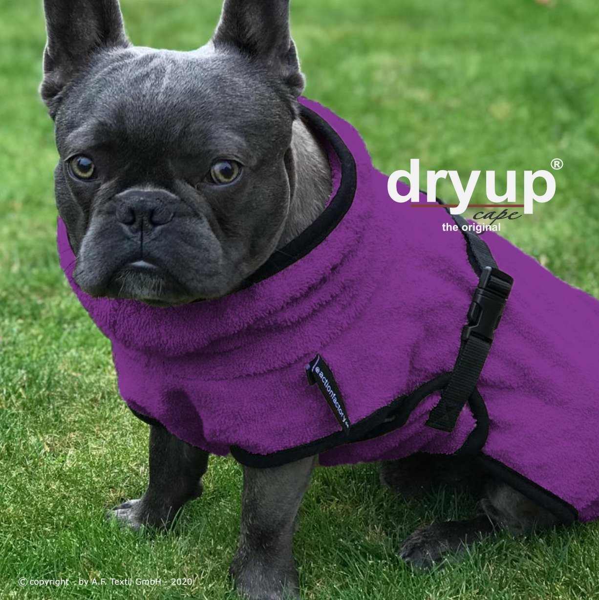 Dryup Frenchie