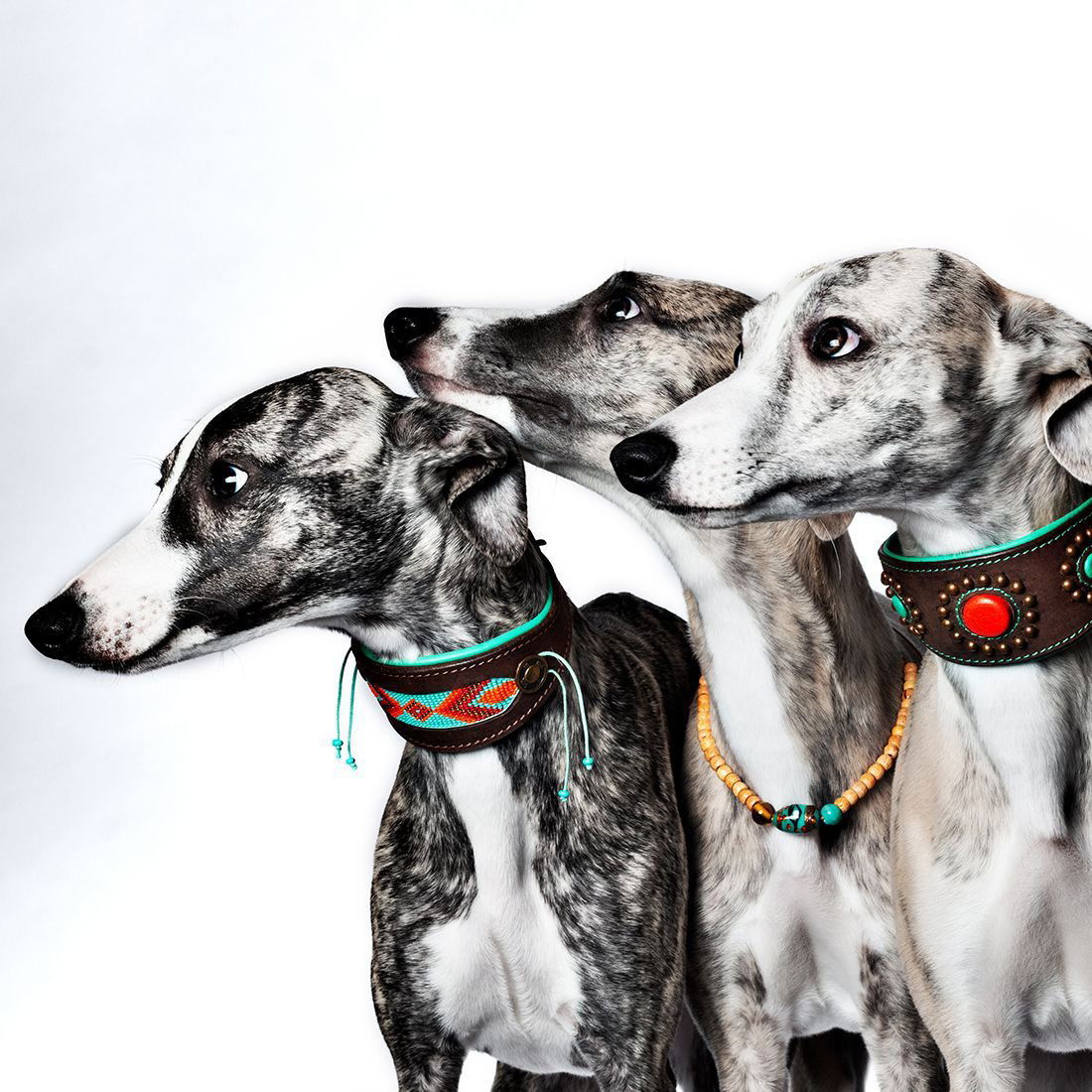 DWAM-Greyhound4 DWAM - Hundehalsband Paddy Lee - Greyhound