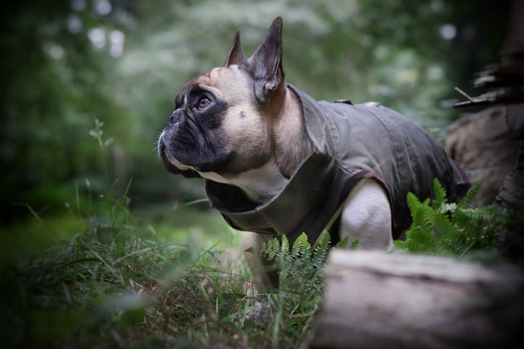 Dogissimo - Windsor Jacket - French Bulldog - Army