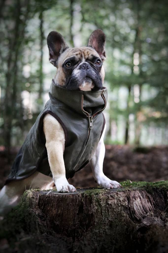 Dogissimo - Windsor Jacket - French Bulldog - Army