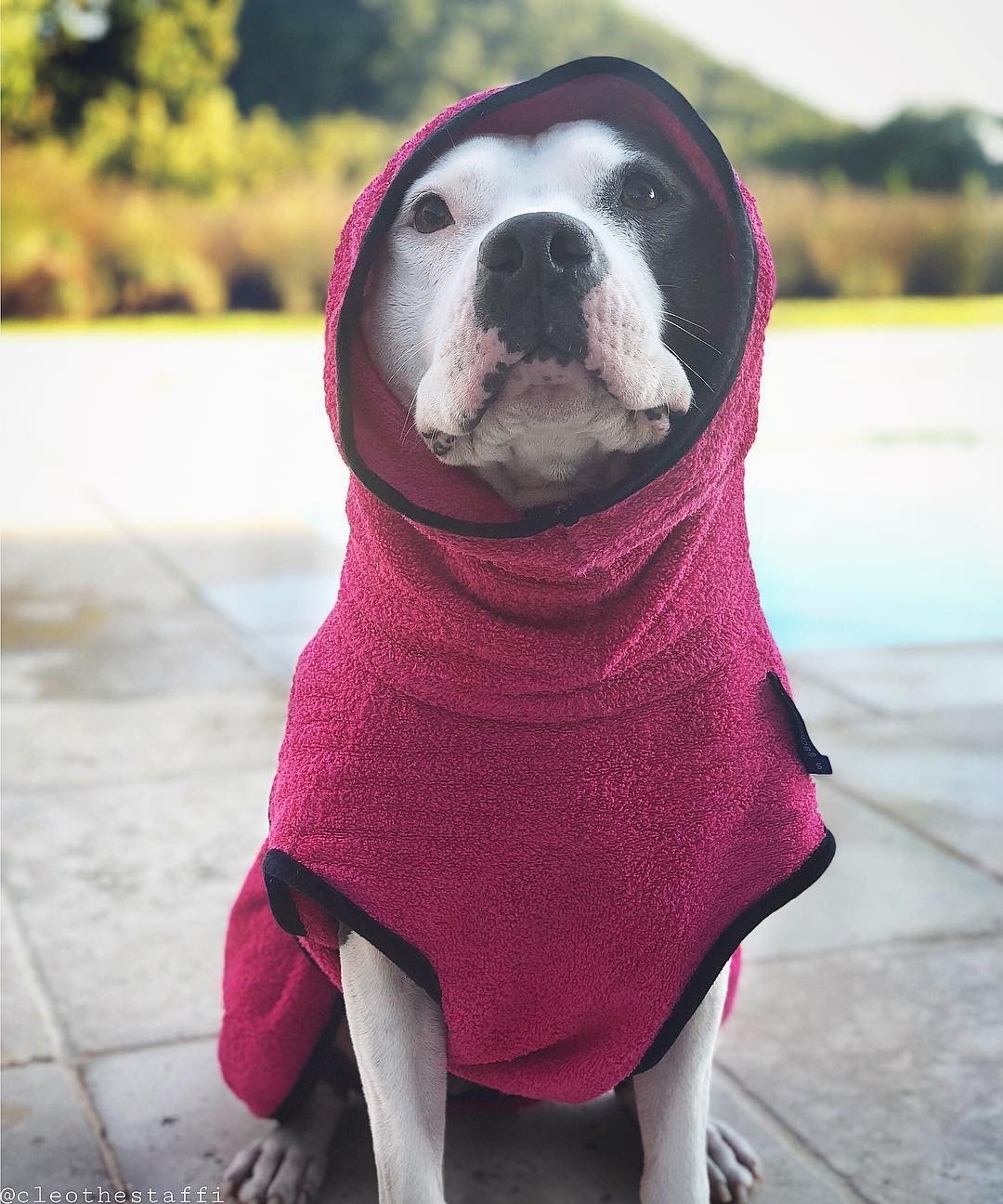 Dryup Cape Pink - Cleo the Staffi
