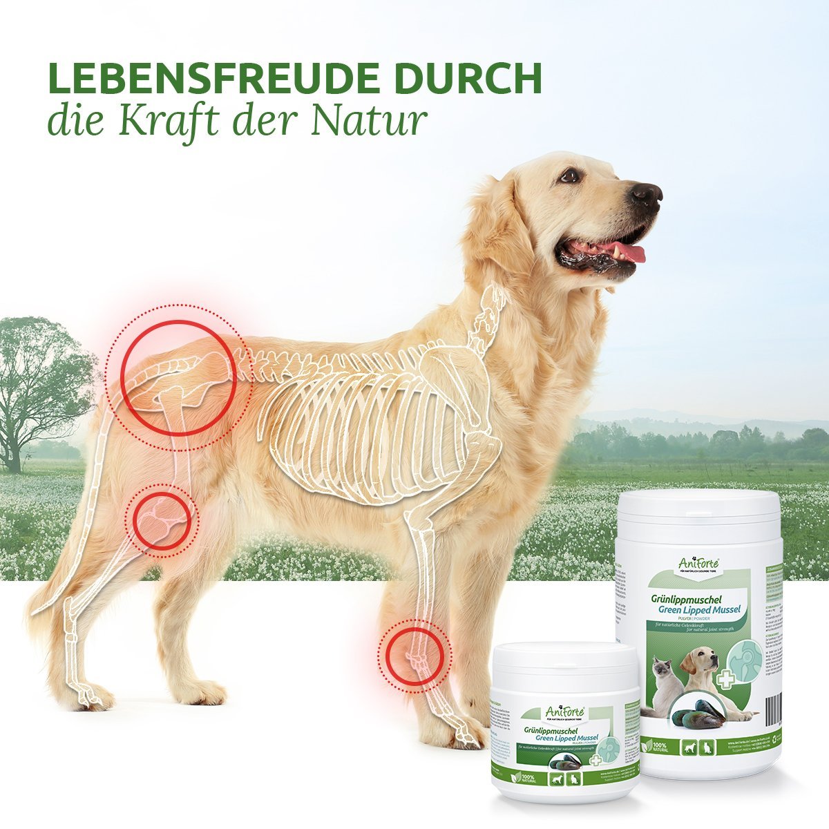 Aniforte - Grünlippmuschel-Pulver - Natürliche Gelenkkraft für Hunde & Katzen