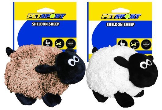 Sheldon Sheep