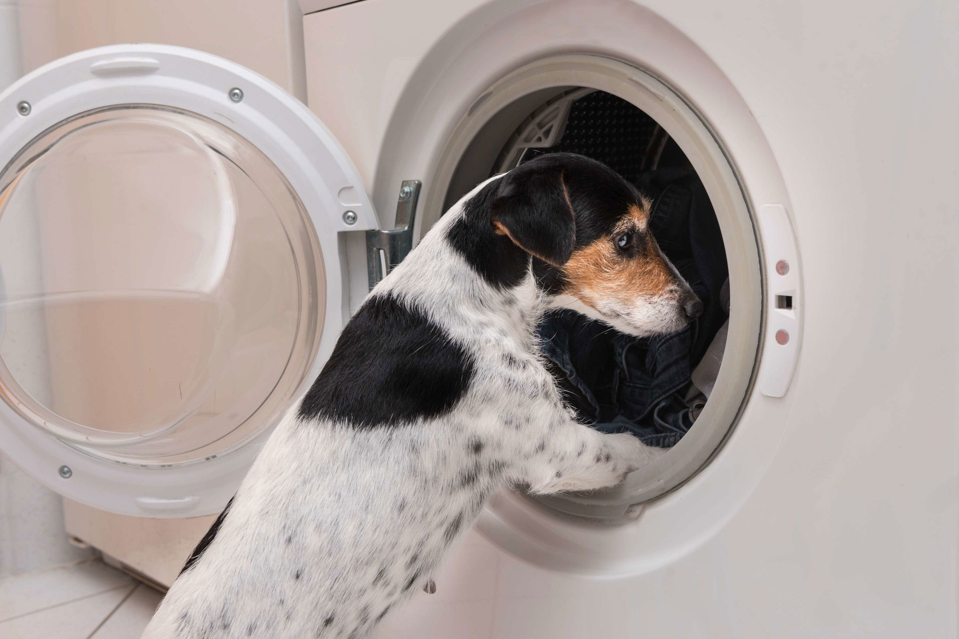 Hund-Waschmaschine_1920x1920-2x2L1O1CZtpXrkH