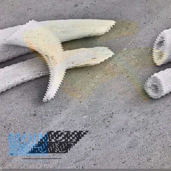 Büffelinnenhorn weiß 12-15 cm klein