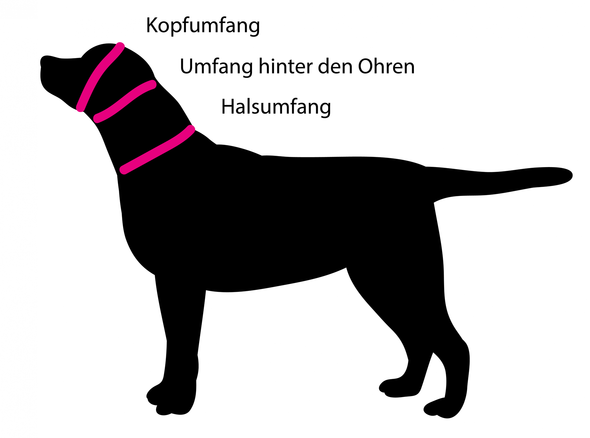 Hund-Messanleitung