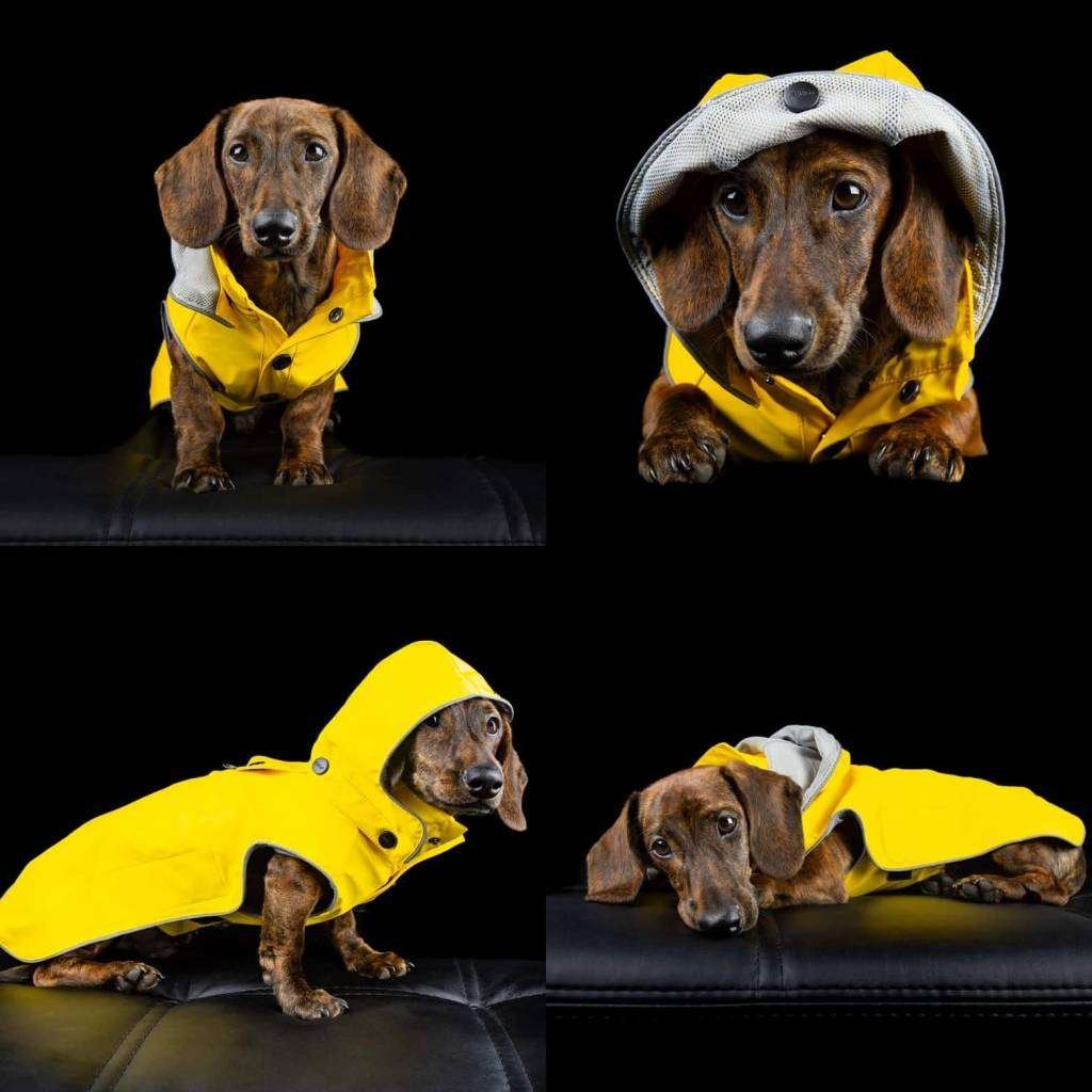 Rukka Pets Regenmantel für Hunde • Stream Gelb Moin Hund