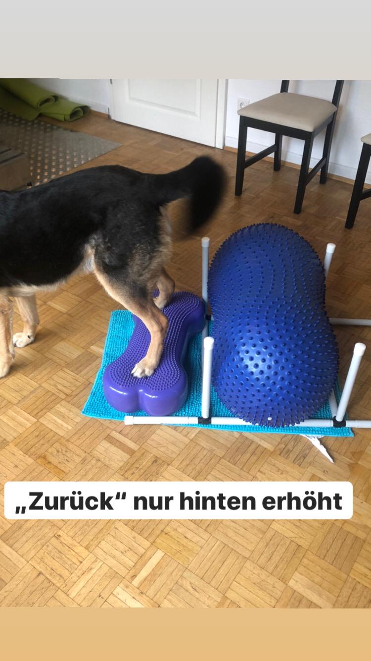 Training mit dem Peanut Ball Moin Hund