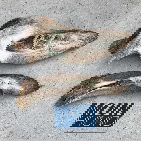 Hirschohren mit Fell