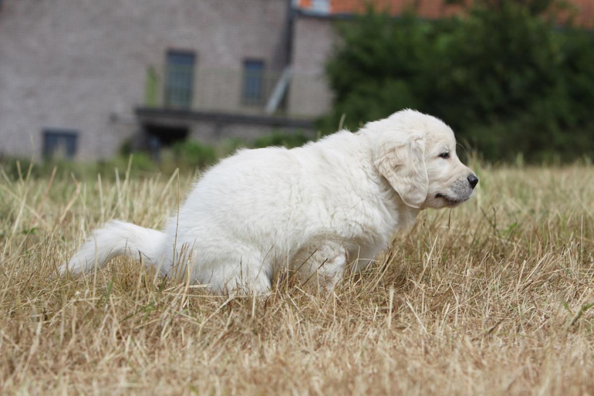 Durchfall beim Hund
