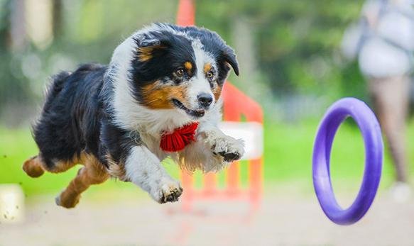 Puller Midi Hund