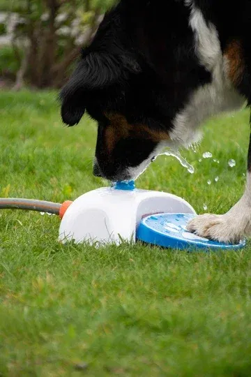 Springbrunnen für Hunde 