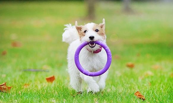 Puller Mini Hund