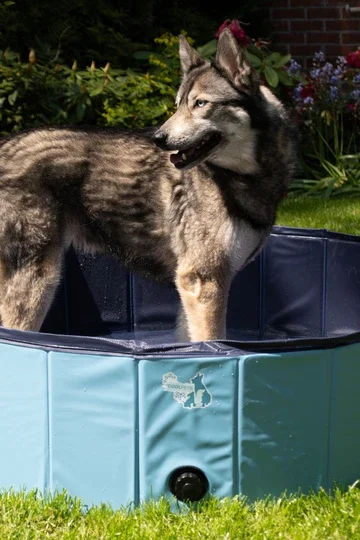 Splash Dog Pool