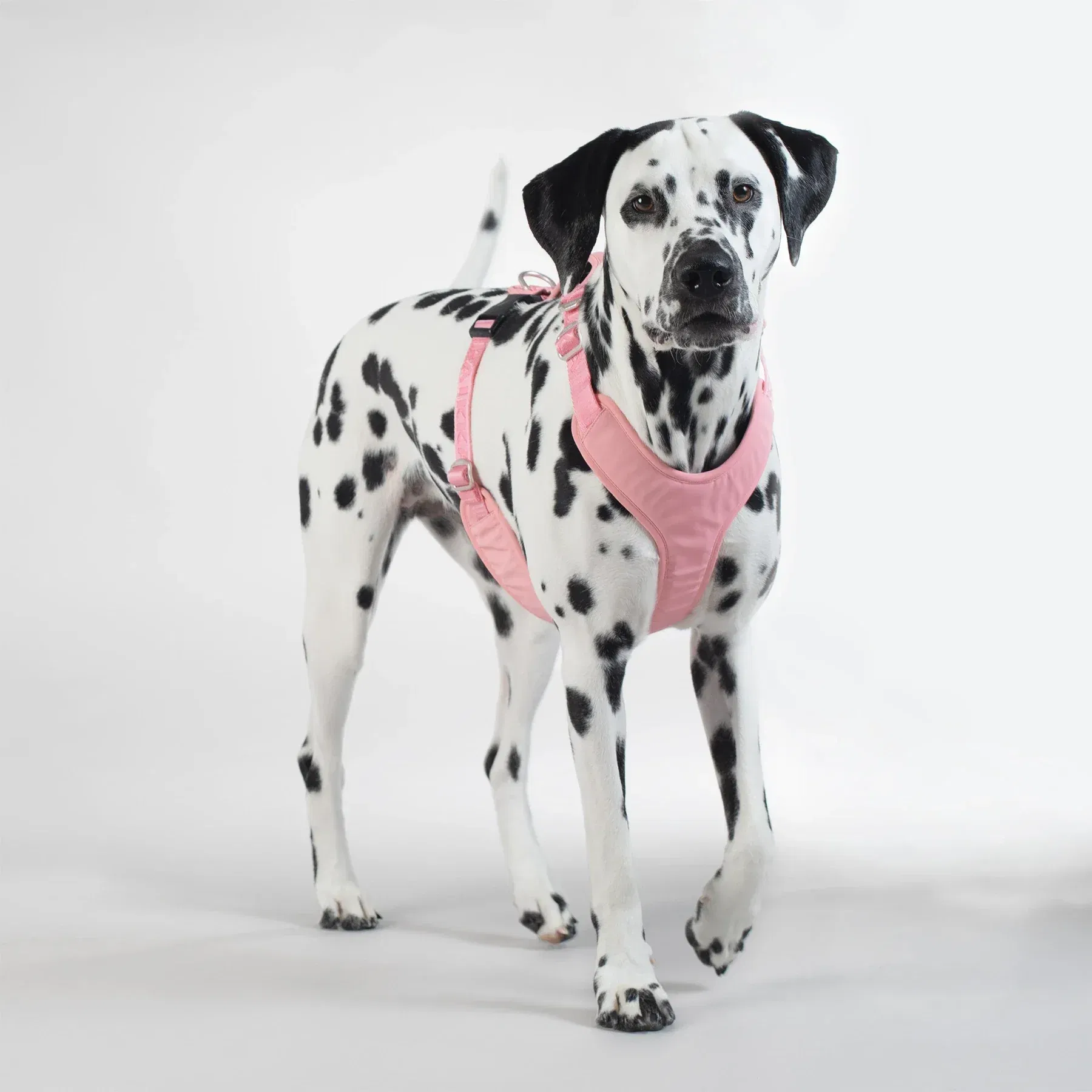 Paikka_Geschirr_Visibility_Pink