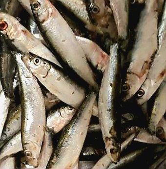 Frische, ganze Sprotten als BARF-Zusatz – naturbelassene Fischfütterung für Hunde, reich an Omega-3-Fettsäuren und hochwertigem Protein