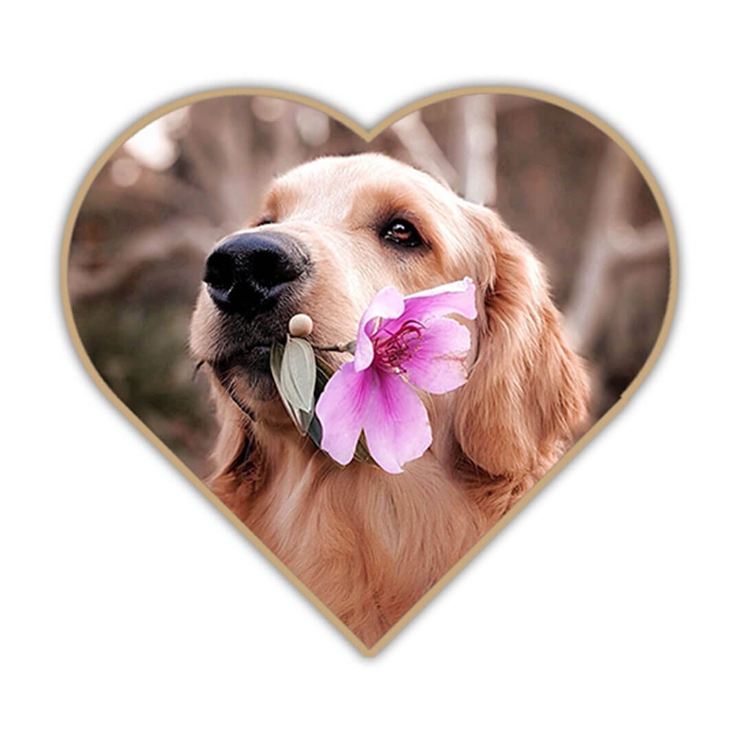 Moin Hund - Geschenkgutschein