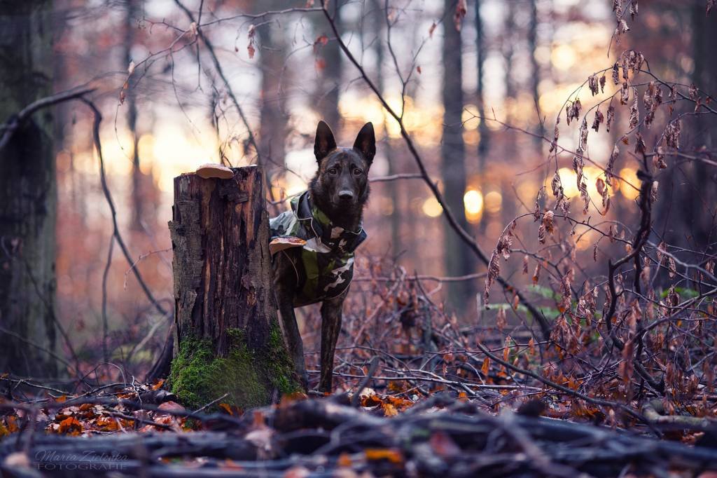 Rukka - Hunde Regenmantel - Stream - Cool Camo