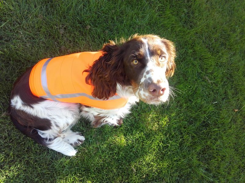 Hund mit Signalweste in Orange