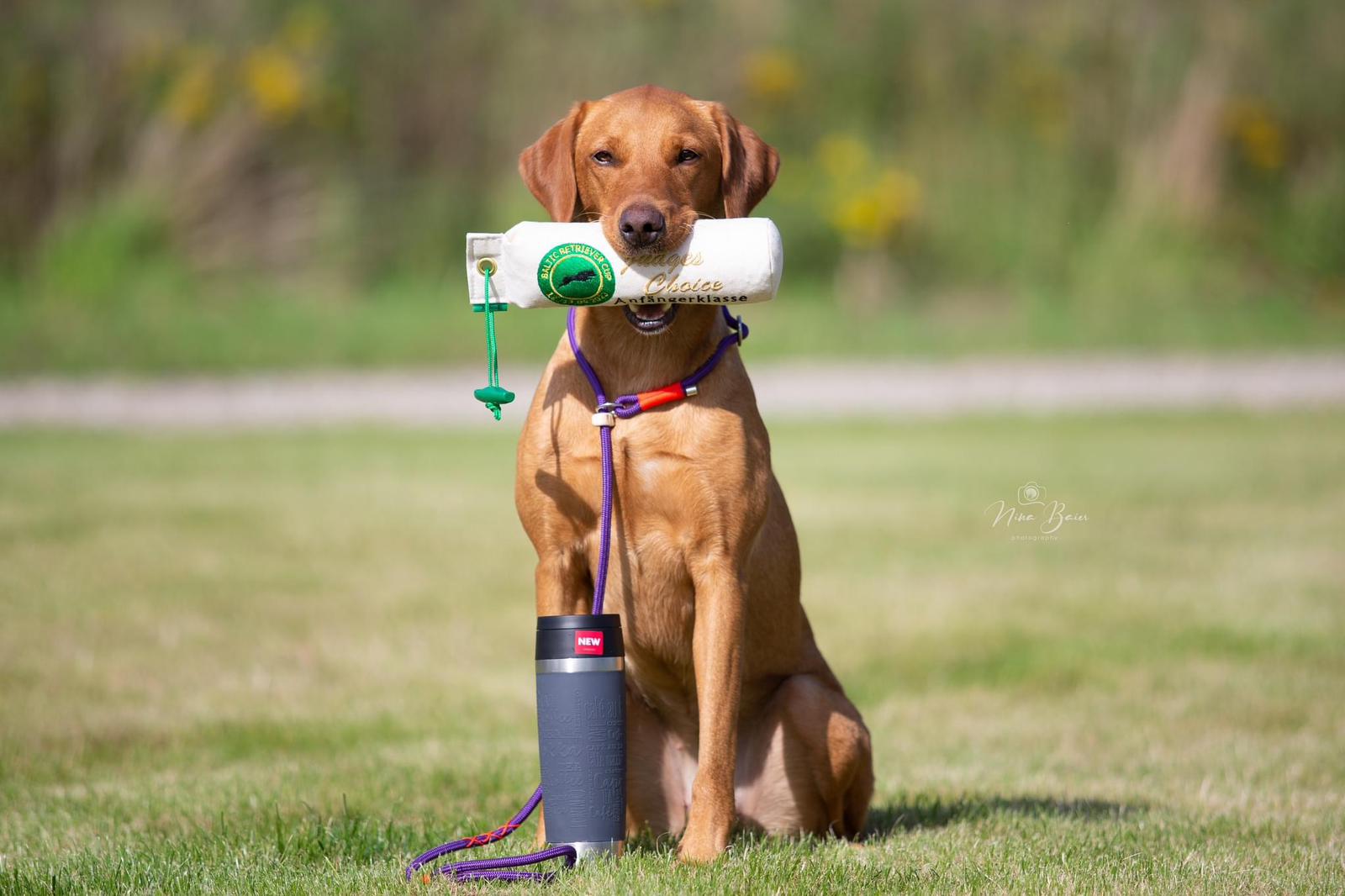 Joules Dummy und Moxonleine - Labrador Arbeitslinie Joules Dummy und Moxonleine - Labrador Arbeitslinie
