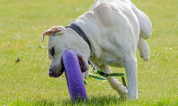 Puller Maxi Hund