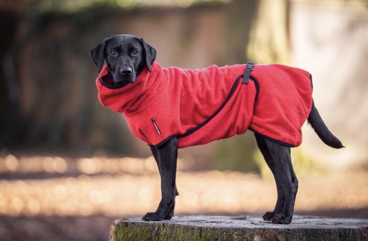 Hundebademantel - Ja oder Nein?