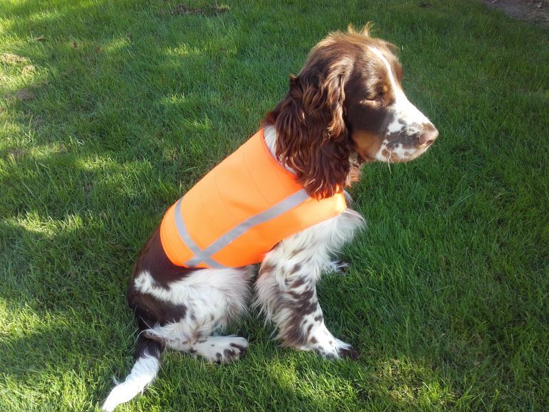Hund mit orange Signalweste mit reflektierenden Streifen