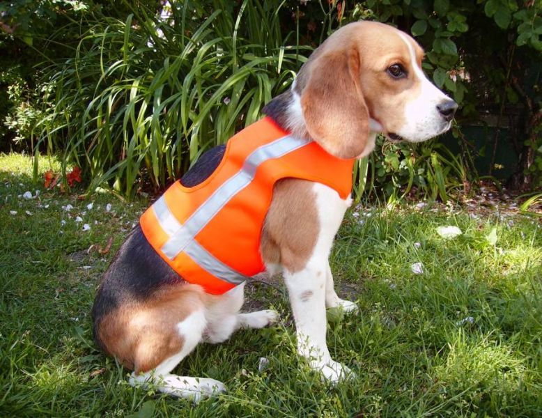 Warnweste in leuchtorange mit breiten reflektierenden Streifen für Jagdhunde 
