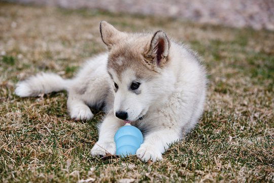 Kong Puppy - Welpenkong Blau