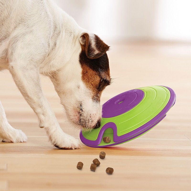 Hund mit Spielzeug in Ufo-Form aus dem Leckerchen fallen