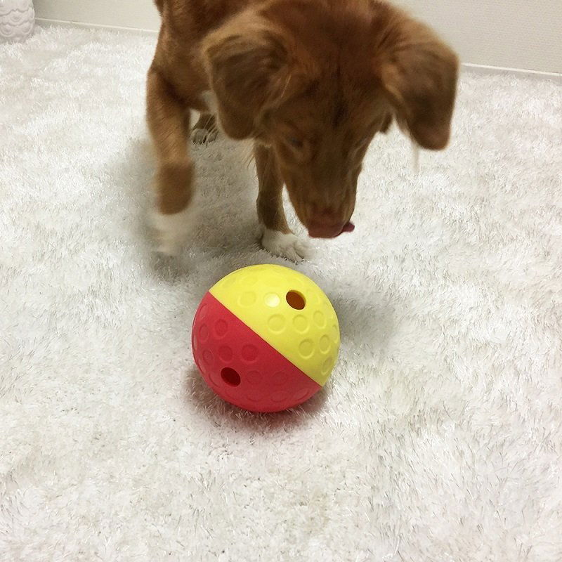 Ein Hund spielt mit einer rot-gelben Plastikkugel