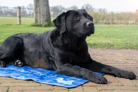 Ein großer schwarzer Hund liegt auf einer blauen Kühlmatte