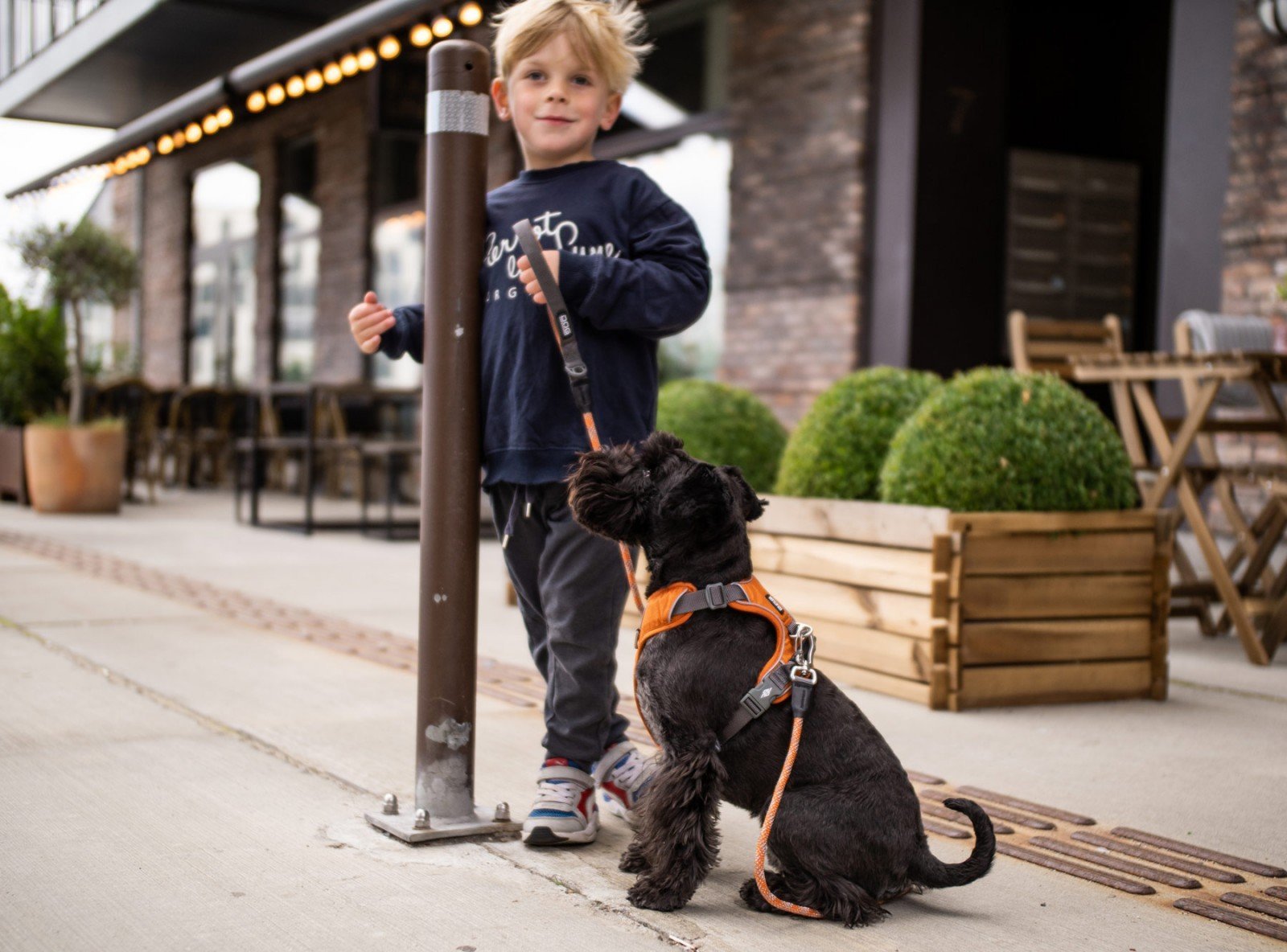 Dog Copenhagen - Comfort Walk Pro Harness - "Version" 2020
