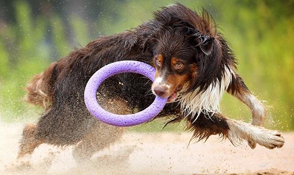 Puller Standard Hund