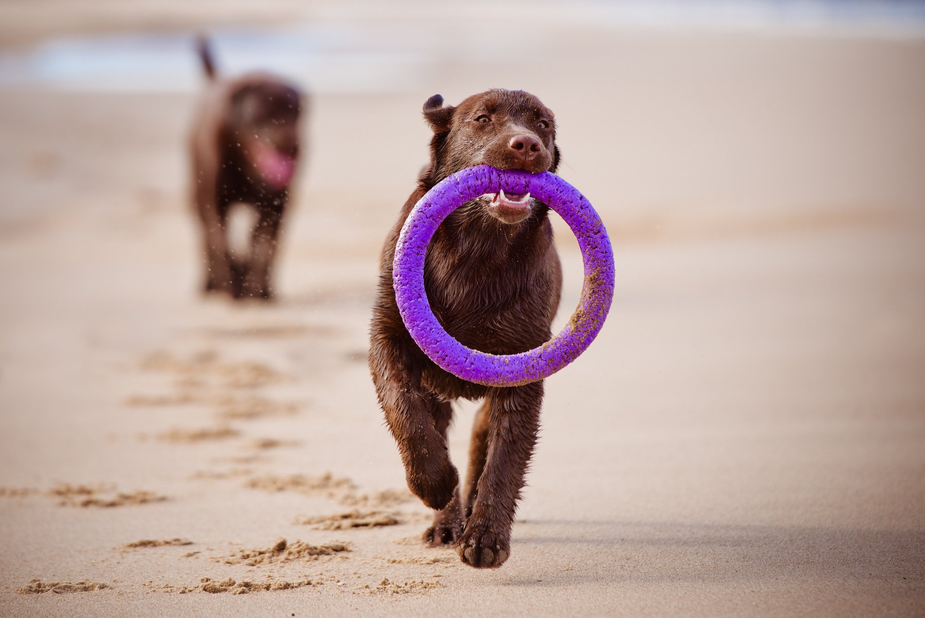 Labrador mit Puller