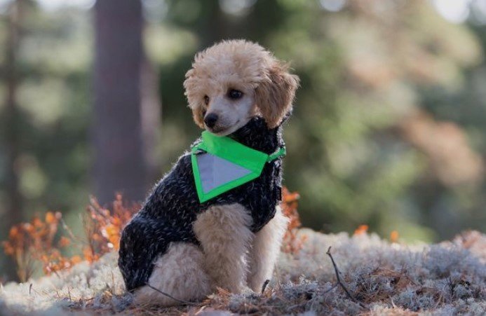 Rukka Pets - Flip Safety Scarf Neongrün mit Hund