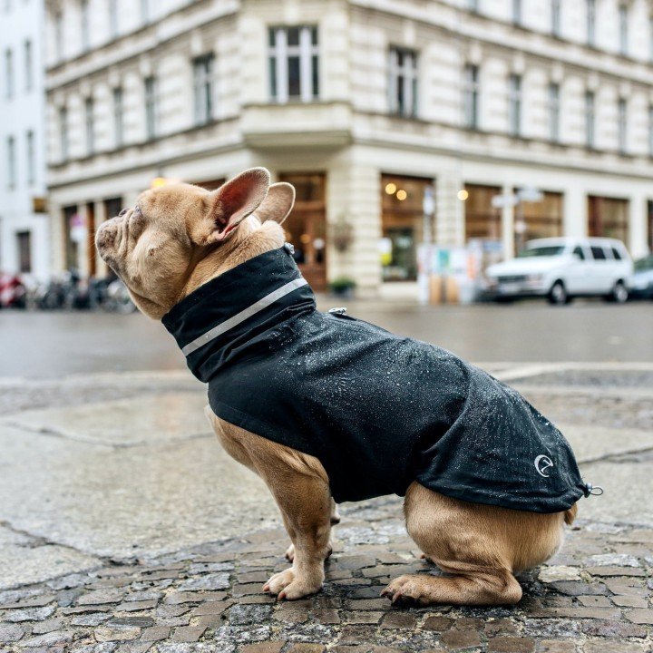 Hunderegenmantel London Französiche Bulldogge Slate